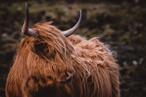 Highland Cattle (#2184903) - HD Wallpaper & Backgrounds Download