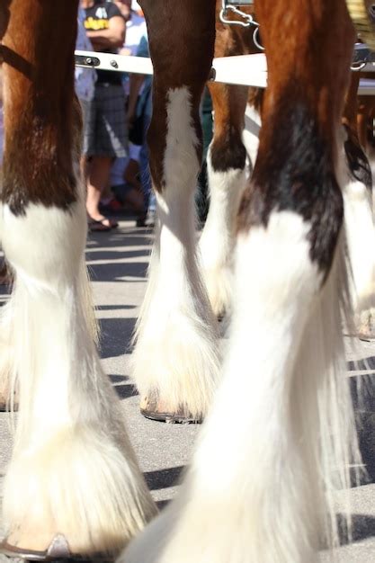 Premium Photo | Budweiser clydesdale horses