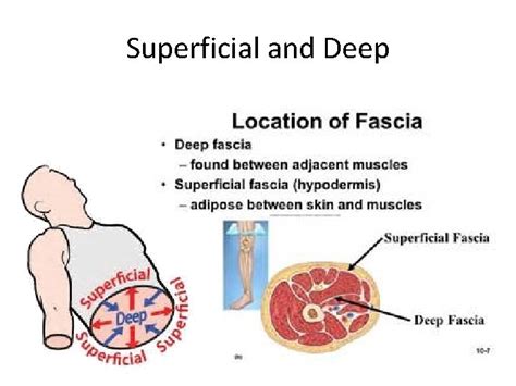 Directional Terms The anatomical position of the body