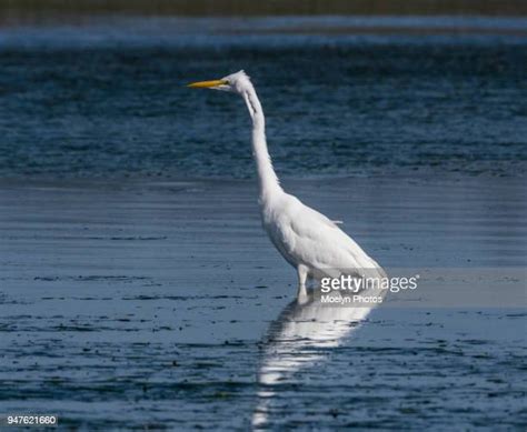 163 Moss Landing Wildlife Area Stock Photos, High-Res Pictures, and ...