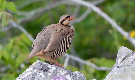 Chukar | Audubon Field Guide