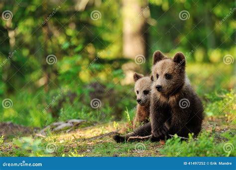 Bear cubs in forest stock photo. Image of taiga, nordic - 41497252