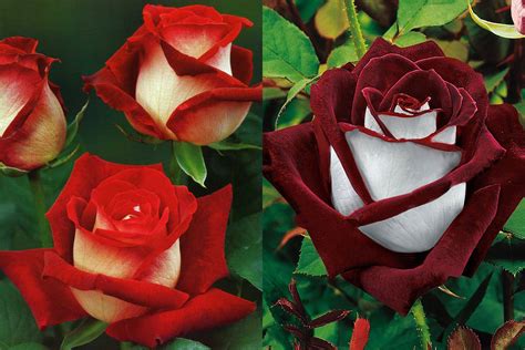 What Is an Osiria Rose and Are They Actually Real?