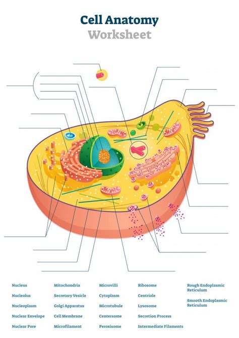 Cell Anatomy Worksheet Illustration