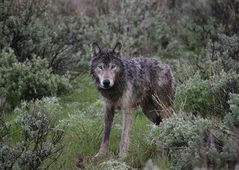 Oregon wolves produce more pups than thought - oregonlive.com