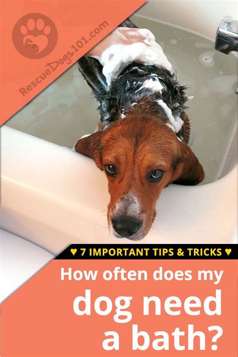 7 Important Dog Bathing Tips | Dog bath, Dog allergies, Dog care tips