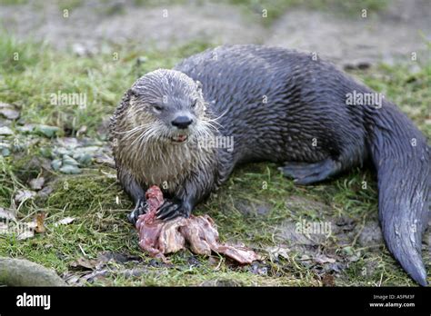 River otter eating Stock Photo - Alamy