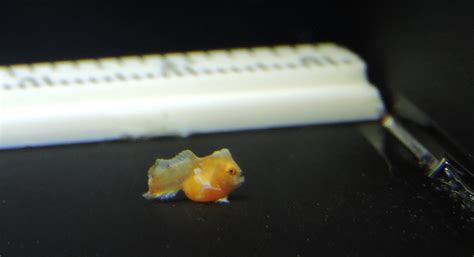 Baby love: 21 red handfish hatched in successful conservation breeding program