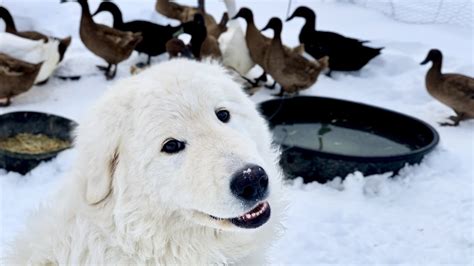 Toby, the Dog that Guards Ducks - YouTube