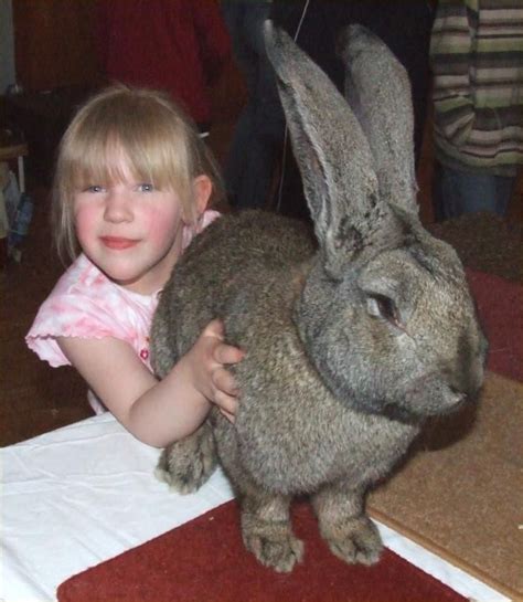 ~ Giant Chinchilla Rabbit ~ | Animals for kids, Animals friends, Animals