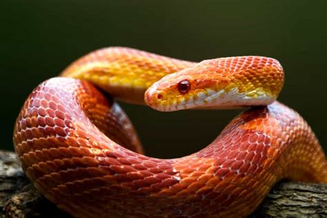 Do Snakes Have Green Eyes? - Wiki Point