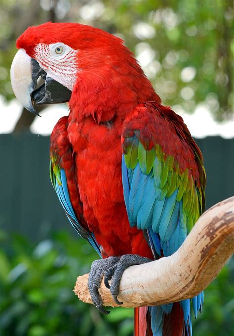 Red and green Macaw | Parrot, Pet birds, Beautiful birds