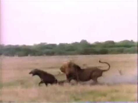 Lion Chasing Hyena - YouTube