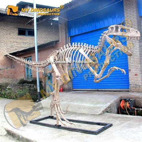 Life Sized Complete Utahraptor Skeleton for Sale |MyDinosaurs