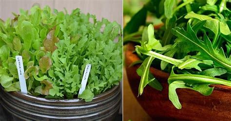 Best Arugula Companion Plants | Balcony Garden Web