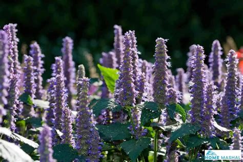 11 Best Catmint Companion Plants (With Photos)