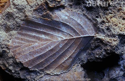 Stock photo of Fossil of the leaf of an angiosperm plant, from the ...