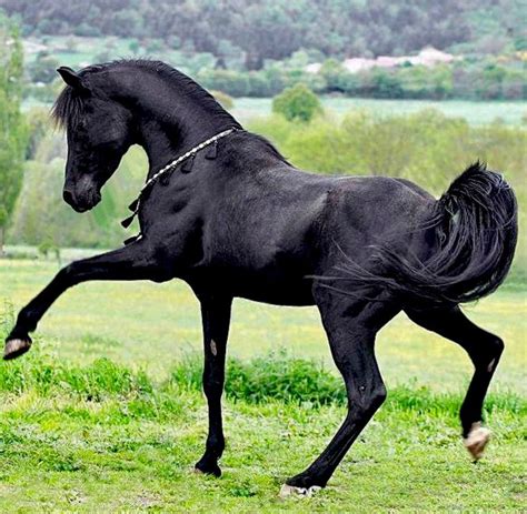 Black Arabian. photo Wojtek Kwiatkowski. | Beautiful arabian horses ...