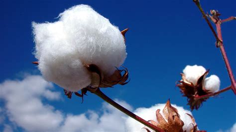 Uses & Types of Cotton