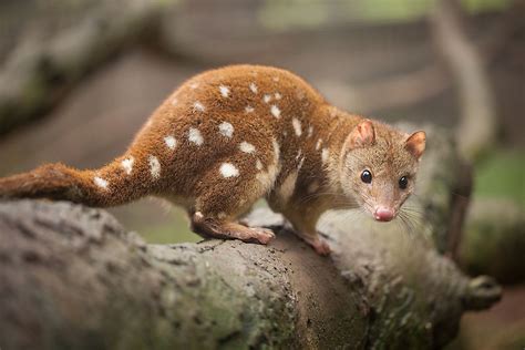 The Six Species Of Quoll Found In Oceania - WorldAtlas