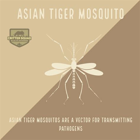 Asian Tiger Mosquito - C.S.W.D