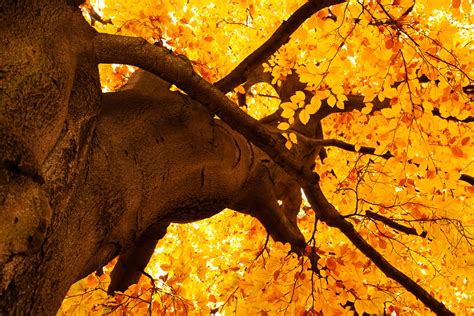 Yellow Tree In Autumn Free Stock Photo - Public Domain Pictures