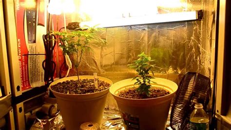 EP. 11 Week 2 of Flower | Indoor CFL Cannabis Grow – MegaMarijuana