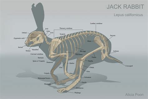 Image result for rabbit anatomy | Rabbit anatomy, Animal skeletons, Animal drawings