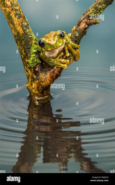 Peacock Tree Frog Stock Photo - Alamy