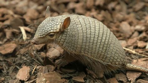 13 Facts About Armadillos