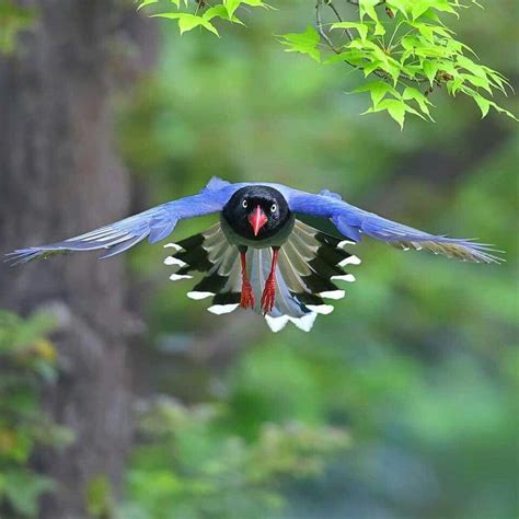 Taiwan Blue Magpie ️ ️ | Bird photography, Bird, Funny birds