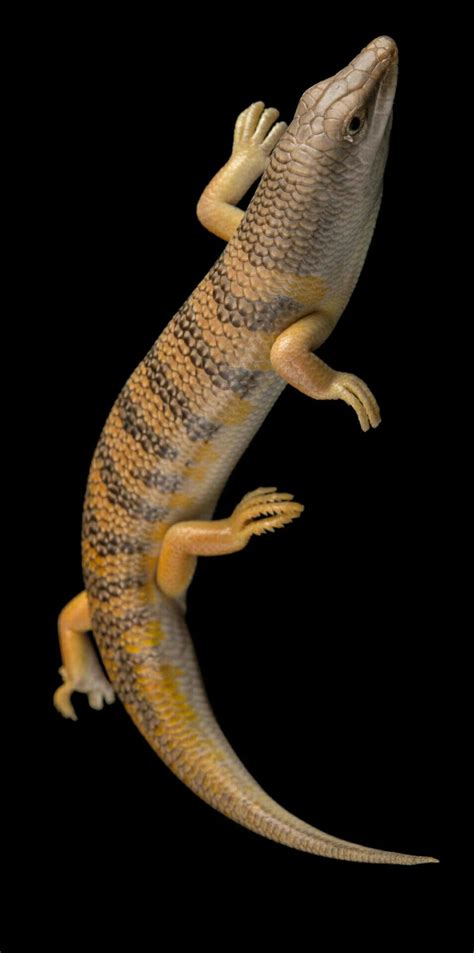 Sandfish lizard (Scinus scinus) | Animals of the world, Amphibians, Lizard