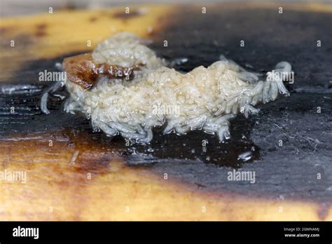 A ot of larvae - maggots of Common fruit fly or vinegar fly - Drosophila melanogaster. It is a ...