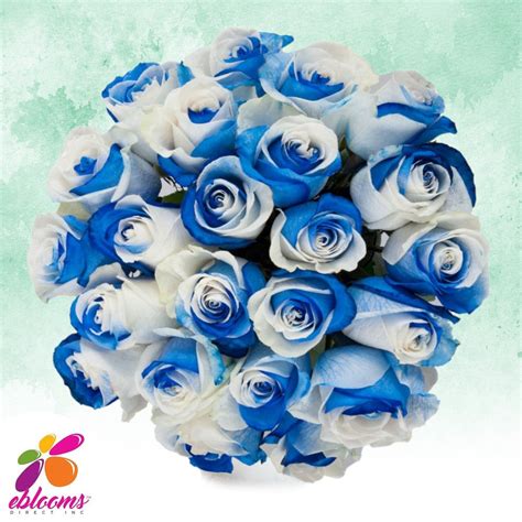 White and Blue Tinted Roses – Eblooms Farm Direct Inc.