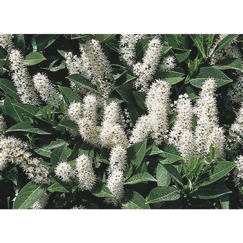 8-Gallon White Schipka Cherry Laurel Foundation/Hedge Shrub in Pot (L6864) at Lowes.com