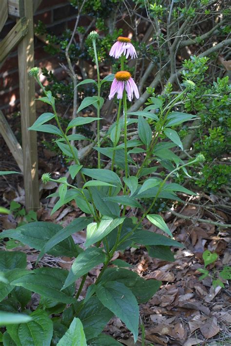 Echinacea Purpurea Native Range