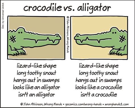 Printable Alligator Facts For Kids - Tedy Printable Activities