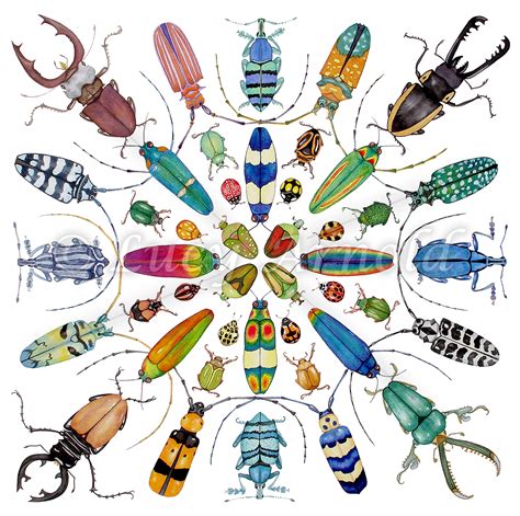 Welcome! | Insect art, Beetle art, Bug art