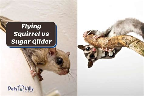 Sugar Gliders Vs. Flying Squirrels: What Are The Key Differences ...