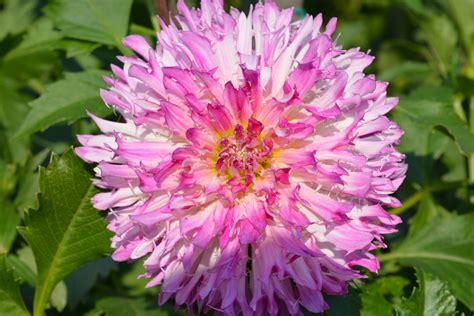 Kung Fu Kitty – Kitsap Dahlia Society