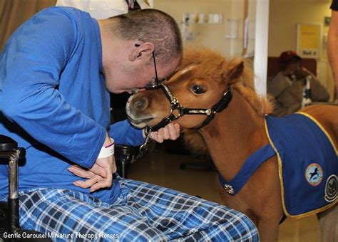 "Therapy horse Valor visiting a Veteran's Hospital in Washington D.C." | Horses, Horse therapy ...