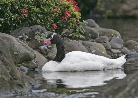 Pictures and information on Black-necked Swan