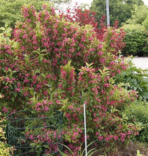 Weigela florida | How to Grow the Weigela Plant