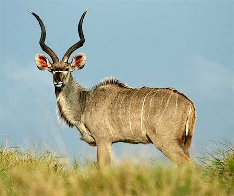 The Kudu Bull or Greater Kudus | The Wildlife