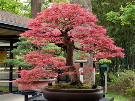 Dwarf Japanese Maple Bonsai