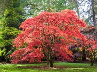 Planting A Japanese Maple Tree: Tips On Growing And Caring For Japanese Maples