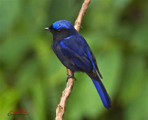 SOUTH EAST ASIA BIRDS - Malaysia birds paradise: Large Niltava (Niltava ...