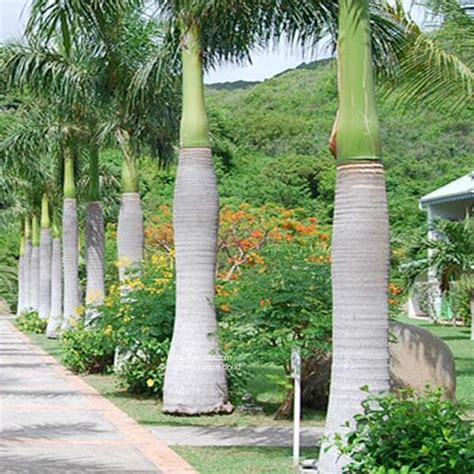 Buy Roystonea Regia, Royal Palm - 0.5 kg Seeds online from Nurserylive at lowest price.