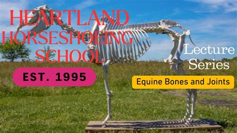 Heartland Horseshoeing School Anatomy Lecture Series Bones and Joints - YouTube