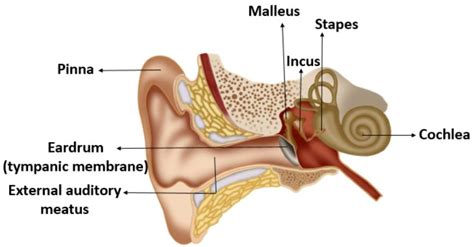 The sequence of ear ossicles from outside to inside is